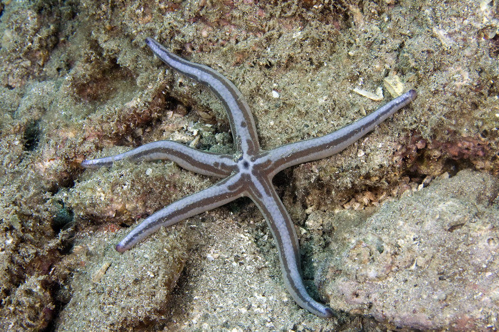 Phataria unifascialis